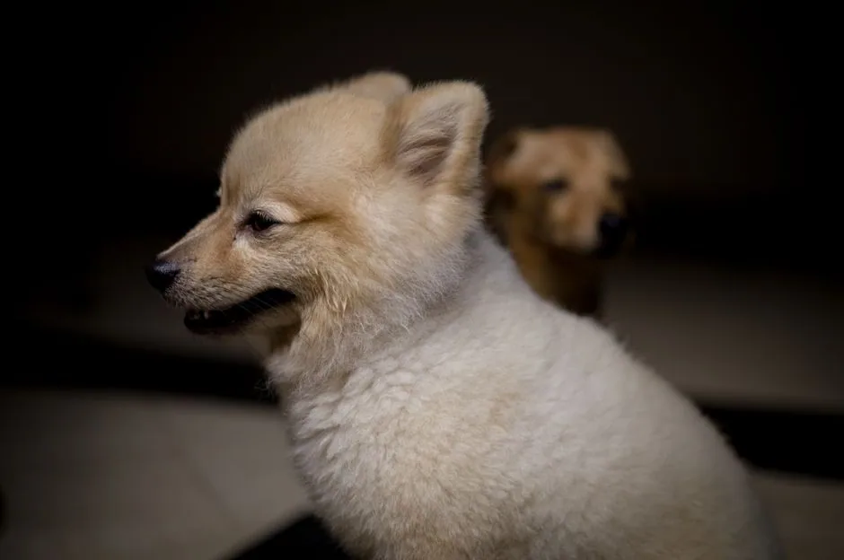 Een van de drie honden van Nele in de salon